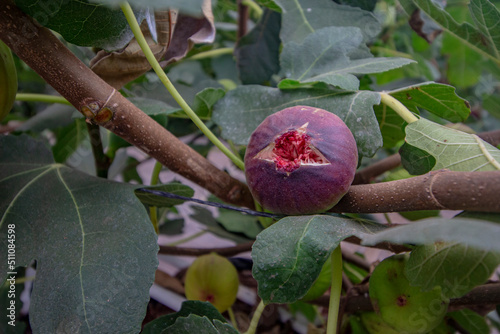 Indoor Organic Fig