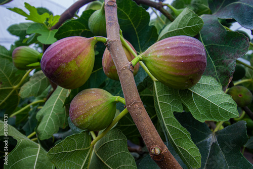 fig branch in agricultural productionv