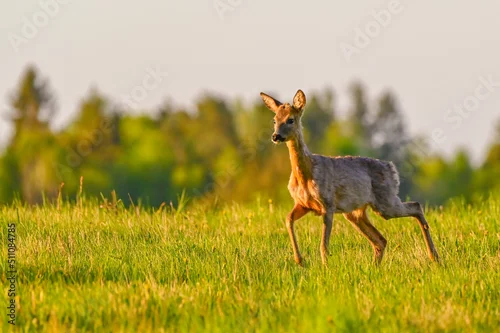 Obraz sarna europejska, zwierzęta leśne, przyroda, sarna, leśnictwo, natura, las, nadleśnictwo