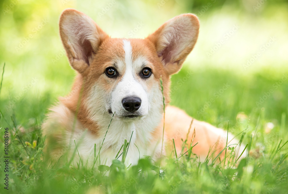 corgi puppy in green grass corgi puppy in green grass