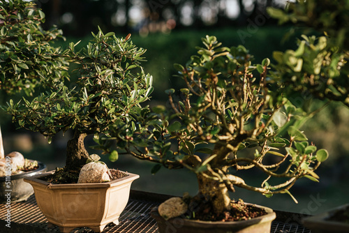 Horizontal image of bonsai in pots, illuminated by sunlight outdoors. 