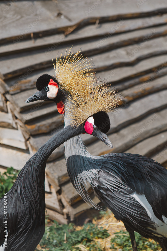 Fototapeta premium The crowned crane. A beautiful bird with a crest, long beak, and interesting coloring in nature