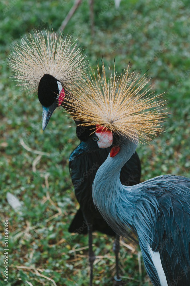 Fototapeta premium The crowned crane. A beautiful bird with a crest, long beak, and interesting coloring in nature