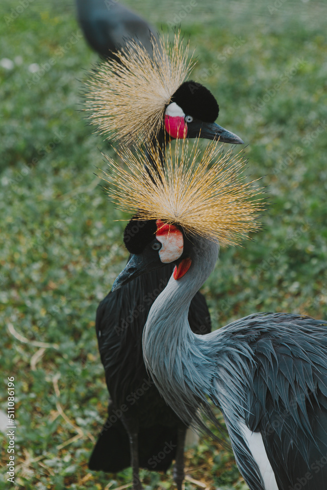 Fototapeta premium The crowned crane. A beautiful bird with a crest, long beak, and interesting coloring in nature