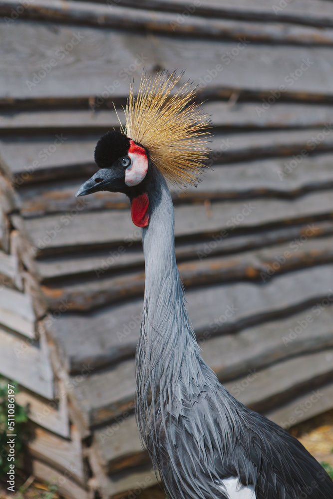 Fototapeta premium The crowned crane. A beautiful bird with a crest, long beak, and interesting coloring in nature
