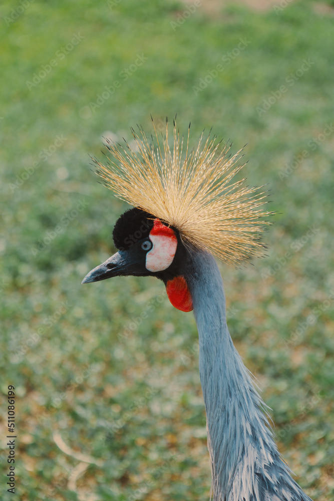 Obraz premium The crowned crane. A beautiful bird with a crest, long beak, and interesting coloring in nature