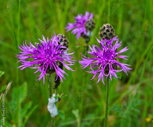 Skabiosen-Flockenblume; Centaurea scabiosa; greater knapweed photo