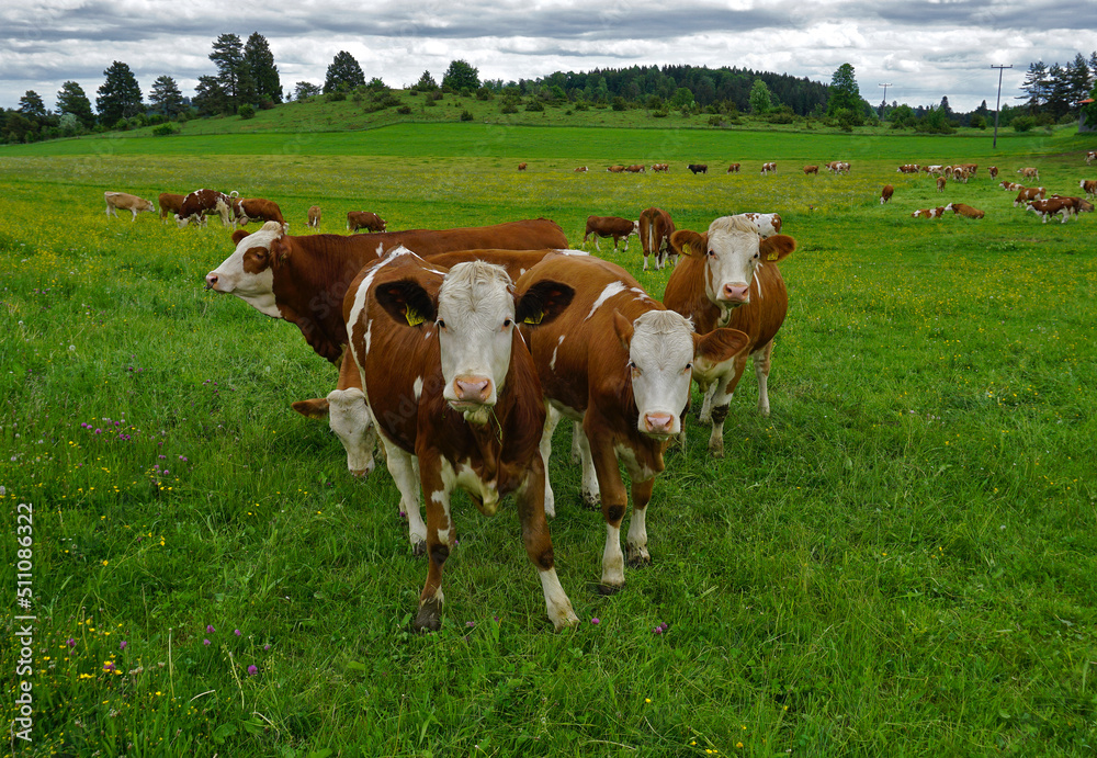 Weidende Rinder, Kuhherde, Grazing cattle, herd of cows, Weidende Rinder, Kuhherde, Grazing cattle, herd of cows,