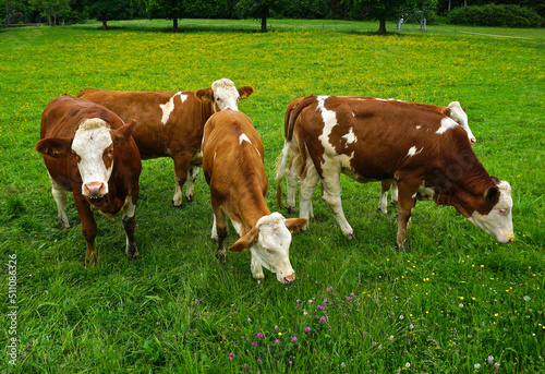 Weidende Rinder, Kuhherde, Grazing cattle, herd of cows, © JRG