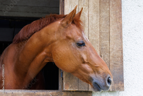 Horse with shiny dark mane sticks its head out of window in stall in stable