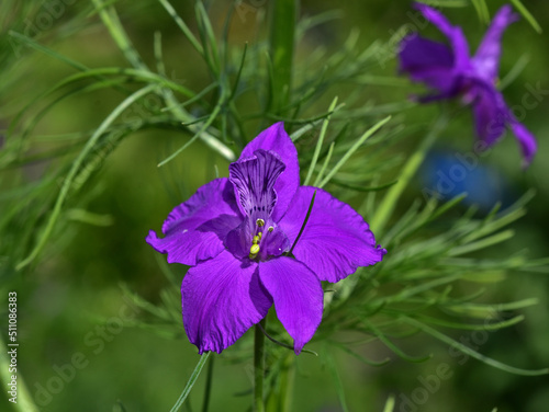 Rittersporn; Gewöhnlicher Feldrittersporn; Consolida regalis; Acker-Rittersporn; field larkspur; forking larkspur;