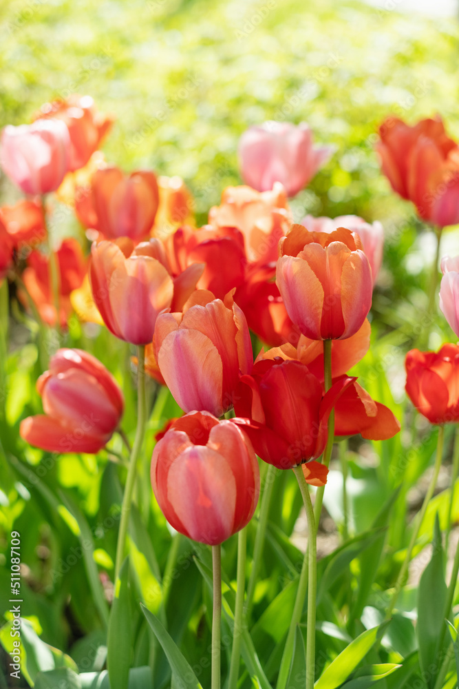 Obraz premium beautiful red and pink tulip flowers in garden
