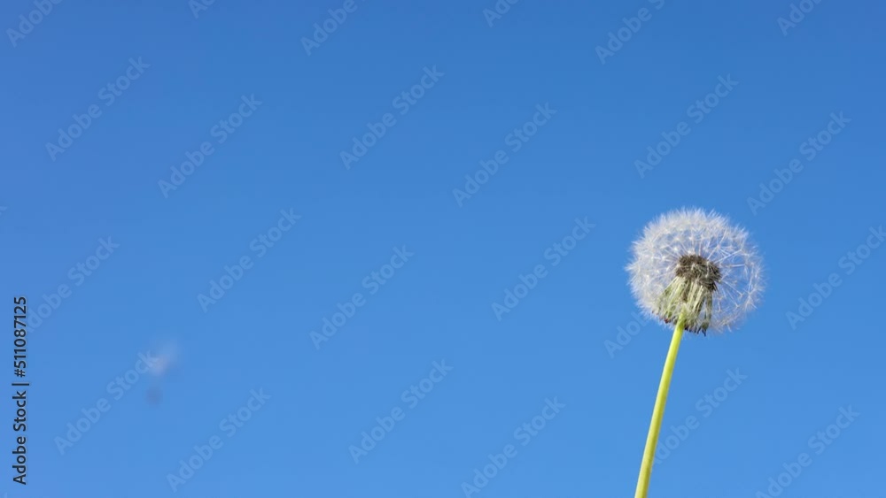 Dandelion seeds are blown off against a blue cloudless sky on a sunny day. Dandelion seeds are blown off against a blue cloudless sky on a sunny day.