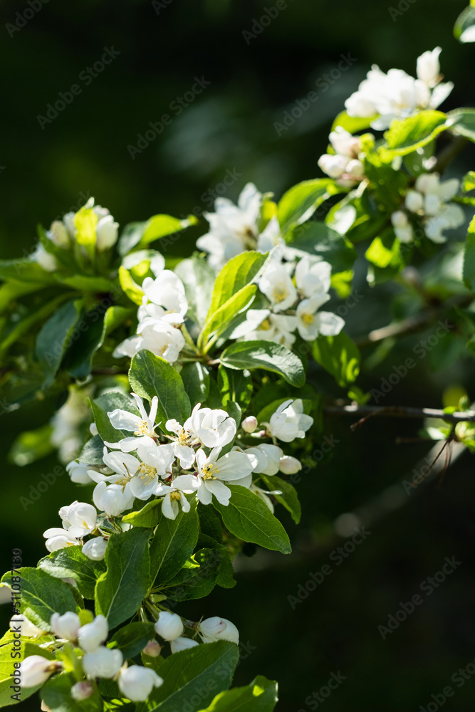 Fototapeta premium beautiful white apple blossom in spring garden
