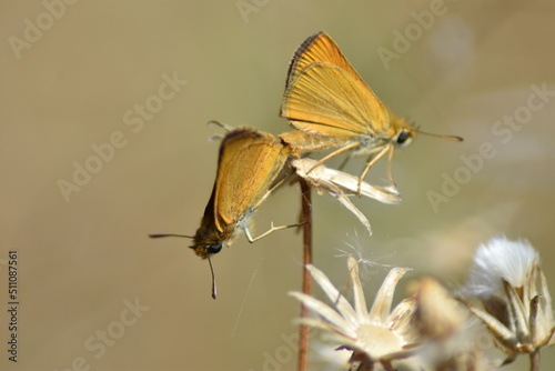 Pareja de mariposas doradas (Thymelicus) sobre una flor seca de cardo con fondo difuminado (macro)