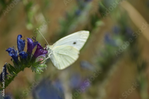 Bella maripospa blanca (pieris rapae) libando sobre una flor malva con fondo difuminado (macro)
