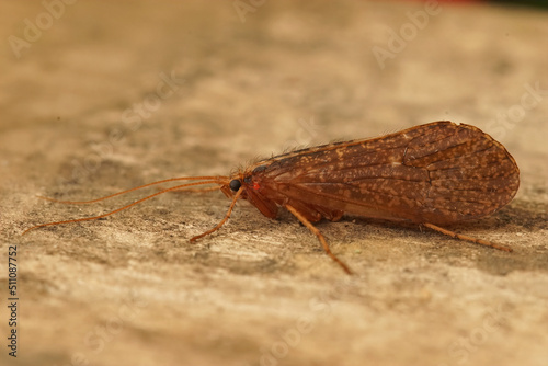 Closeup on a large brown caddisfly, Stenophylax permistus, sitting on wood