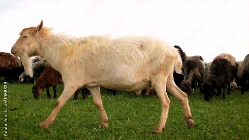 Sheep and goats graze in the pasture. Selective focus. Sheep and goats graze in the pasture. Selective focus.