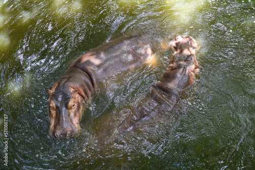 The couple Big hippopotamus is float in river