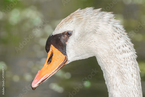mute swan gets a close up portrait on a sunny day in the wetlands