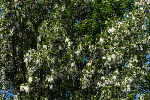 Large lumps of fluff on a female poplar tree. Selective focus. © vladk213