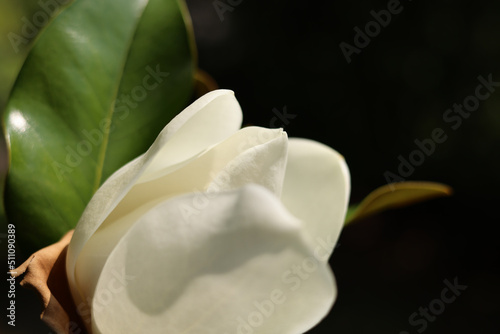 Fiore profumato di magnolia dalle delicate tonalità bianco e avorio, primo piano