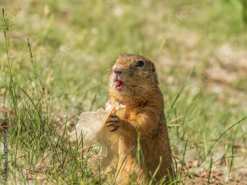 Gopher is eating wheat tortilla on the lawn. Close-up.