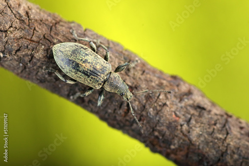 an insect of a woodworm on a twig of a tree