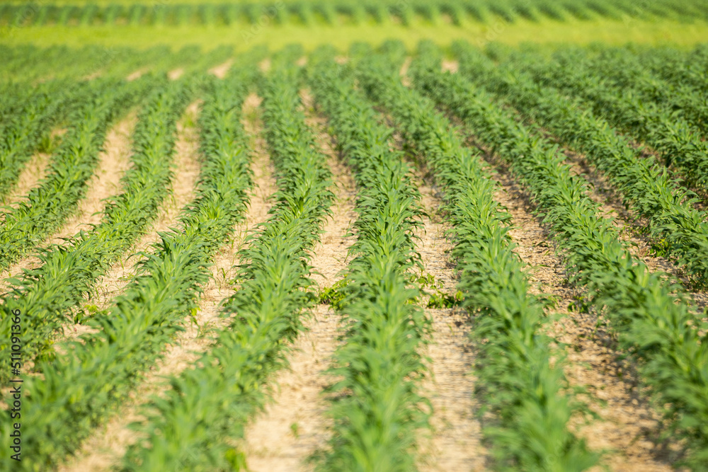 Rows of young corn in a farm field, blurry foreground and background