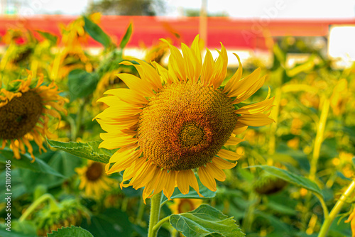 Sunflower garden