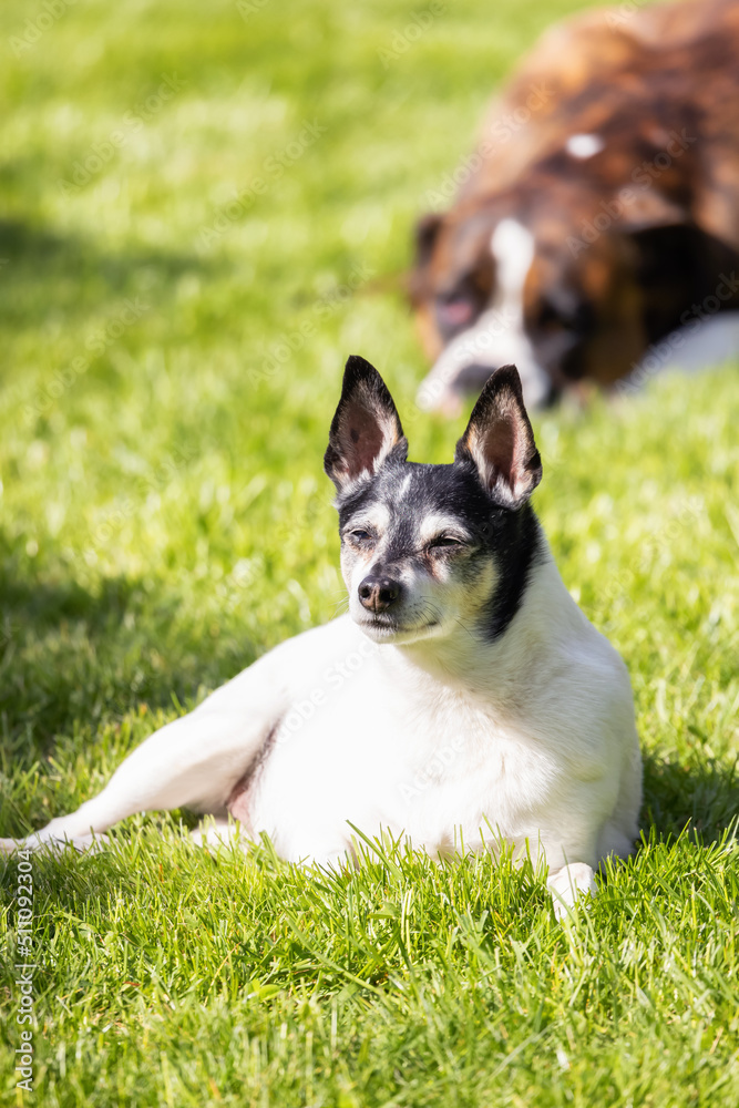 Adorable Toy Fox Terrier Dog and Boxer relaxing on grass outside. Sunny day