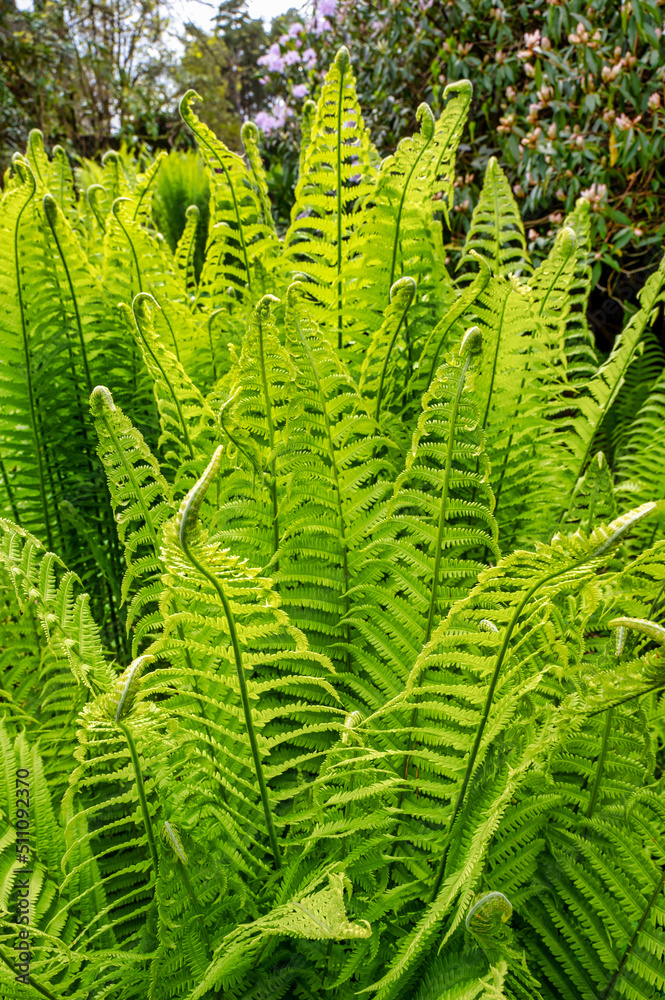 Green Ferns in a garden Green Ferns in a garden