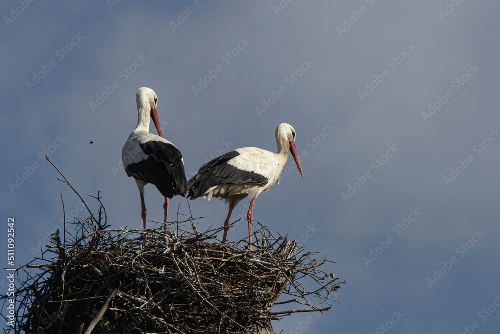 Fototapeta premium Couple of storks in the nest