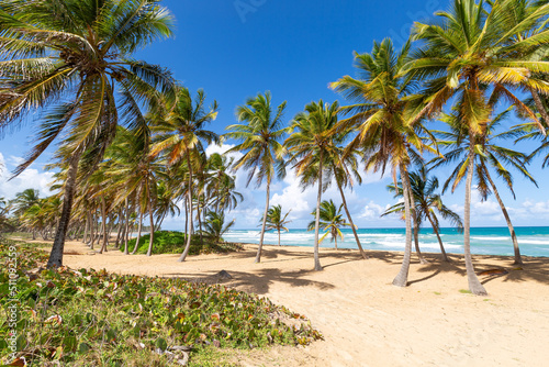 Fototapeta Naklejka Na Ścianę i Meble -  Beach scene with coconut palms