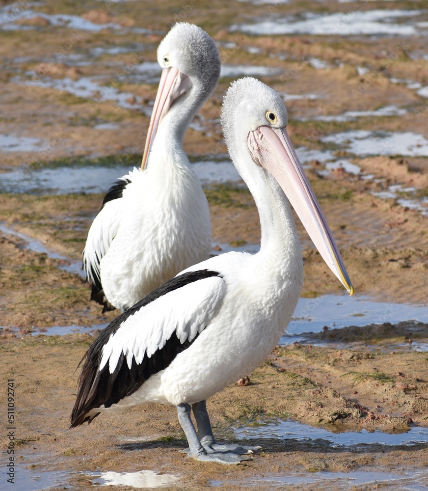 Pelicans standing on a beach in Australia Pelicans standing on a beach in Australia