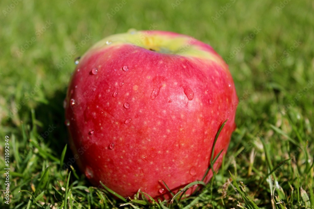 Here you can see an apple that has just fallen from the tree onto a green meadow. Here you can see an apple that has just fallen from the tree onto a green meadow.