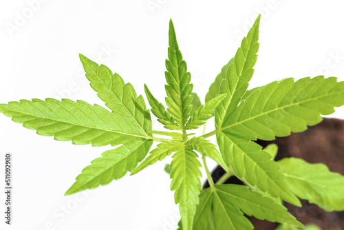 Marijuana leaf plant  macro