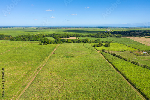 Sugar cane fields plantation at caribbean countryside, agriculture concept. Aerial view
