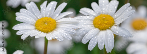 Chamomile with early dew in meadow.