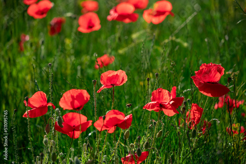Field of poppy flowers papaver rhoeas in spring.