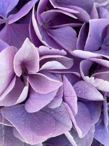 Fototapeta Naklejka Na Ścianę i Meble -  One flower purple hydrangea petals