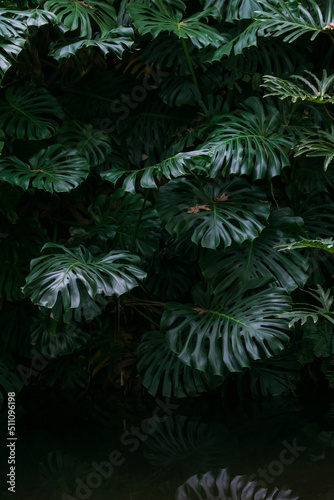 Monstera thickets in the forest background