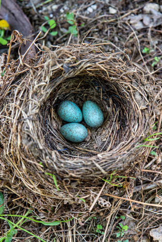 three bluish blackbird eggs in one nest.