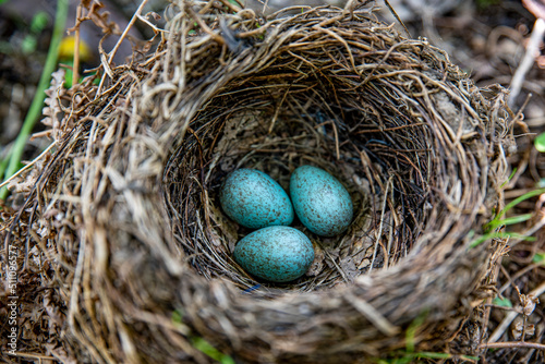 three bluish blackbird eggs in one nest. photo