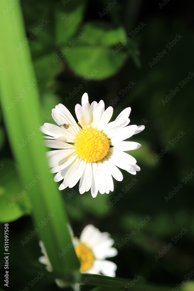 Fototapeta premium Natural Bellis Perennis Macro Photo
