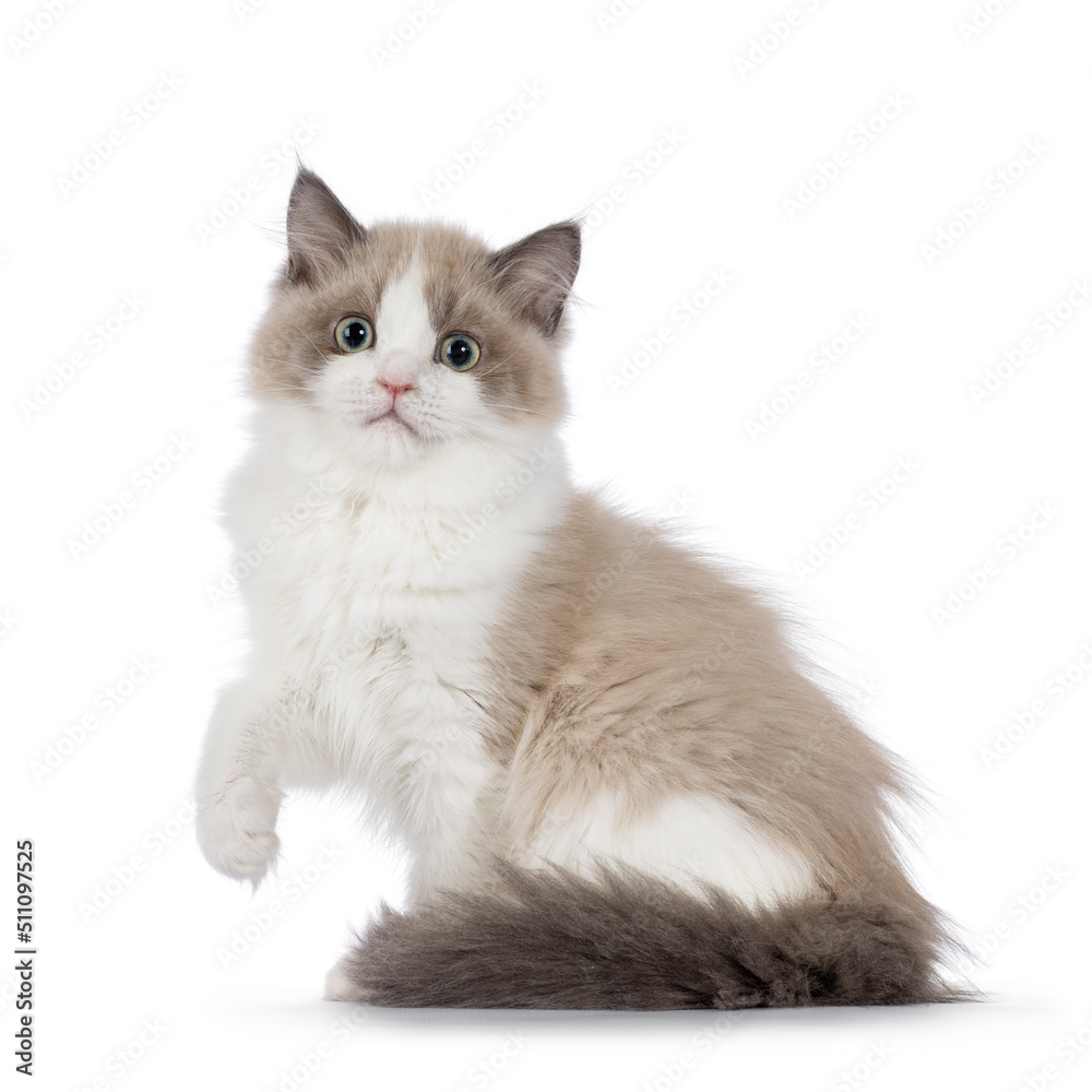 Cute mink Ragdoll cat kitten, sitting up side ways with one paw lifted in air. Looking towards camera with mesmerising aqua greenish eyes. Isolated on a white background. Cute mink Ragdoll cat kitten, sitting up side ways with one paw lifted in air. Looking towards camera with mesmerising aqua greenish eyes. Isolated on a white background.
