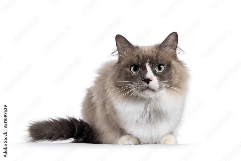 Beautiful adult mink Ragdoll cat, laying doen facing front. Looking straight in lense with mesmerising aqua greenish eyes. Isolated on a white background.