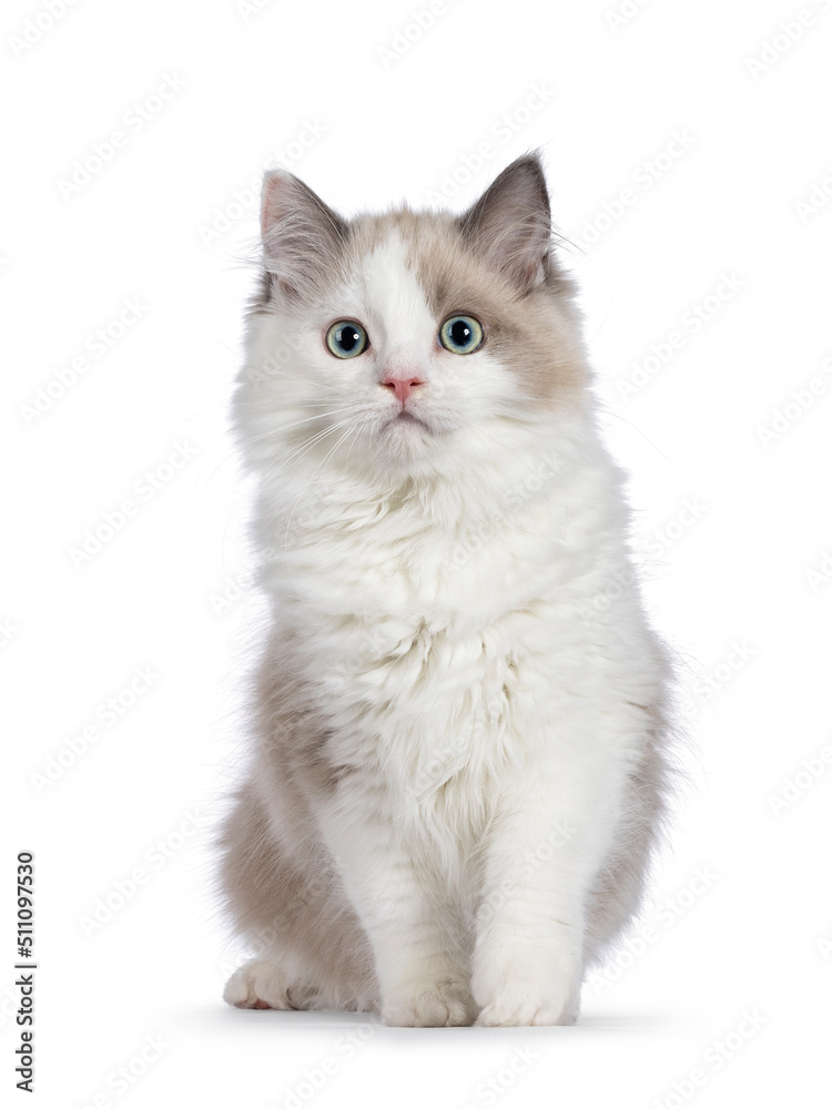 Cute mink Ragdoll cat kitten, sitting up  facing front. Looking towards camera with mesmerising aqua greenish eyes. Isolated on a white background.