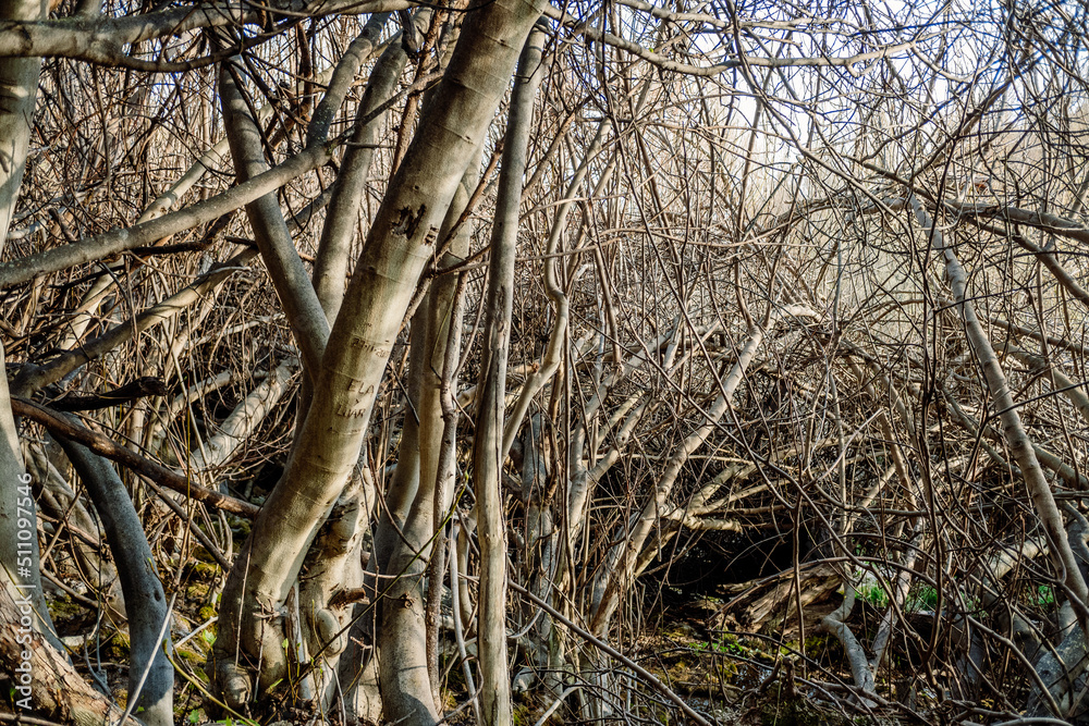 Tangled heap of fig branches without leaves, tangled skittish.