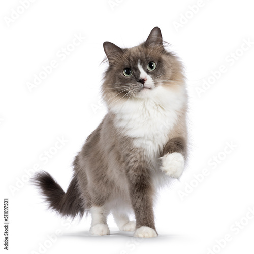 Beautiful adult mink Ragdoll cat, standing facing camera. Looking straight in lense with mesmerising aqua greenish eyes. One paw playful lifted. Isolated on a white background. photo